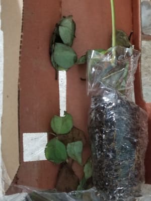 Don Juan Climbing Rose Michigan Bulb