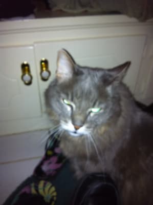 Advantage Ii For Cats Flea Prevention Vetrxdirect