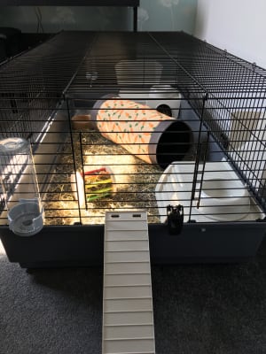 140 guinea pig cage