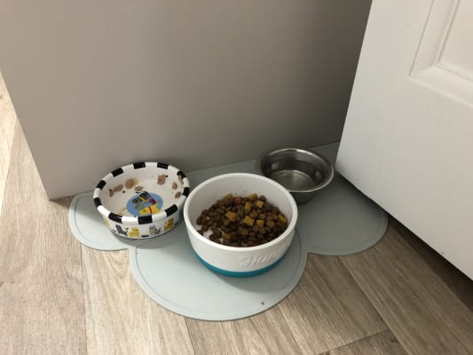 cat feeding mat pets at home