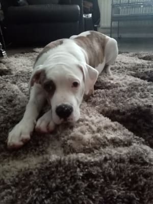 pets at home beta puppy