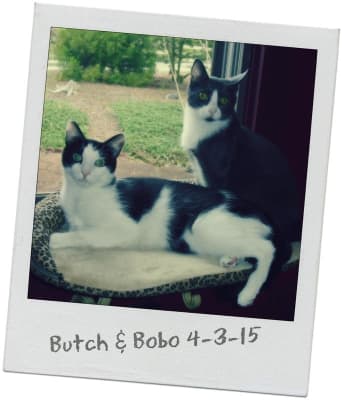 Frontline Plus For Cats Monthly Flea And Tick Control Vetrxdirect