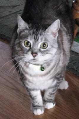 hills feline md