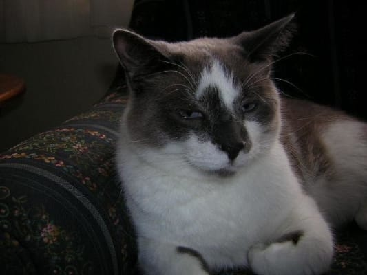 Lax Aire Hairball Meds For Cats And Dogs Vetrxdirect Pharmacy