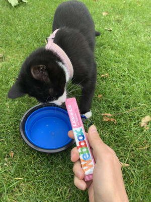lick e lix cat yogurt