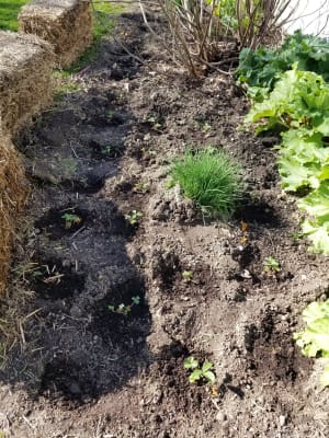 Whopper Strawberry Plants Gurney S Seed Nursery Co