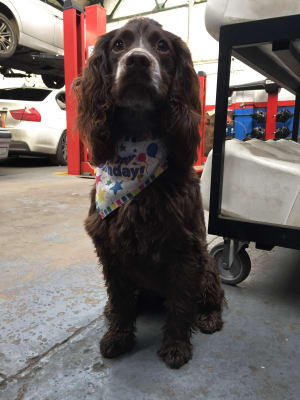 dog neckerchief pets at home