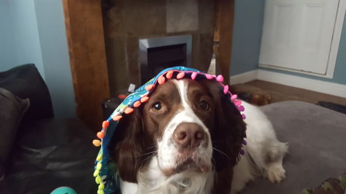 pets at home dog balls