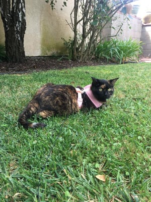 Royal Canin Veterinary Diet Feline Renal Support F Dry Cat Food