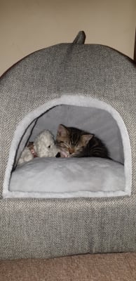 wainwrights cat bed