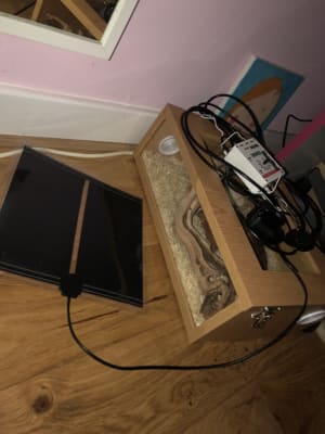 lizard tank pets at home