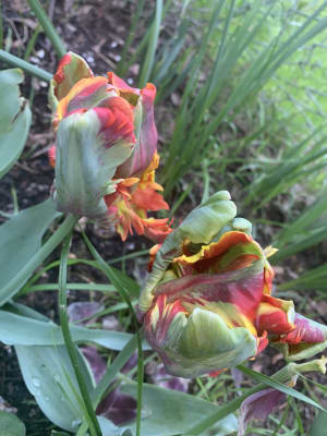 Buy Rainbow Parrot Tulip Spring Bulbs Breck S