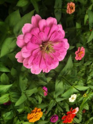 Download Zinnia Elegans Seeds Cut Come Again Mix American Meadows