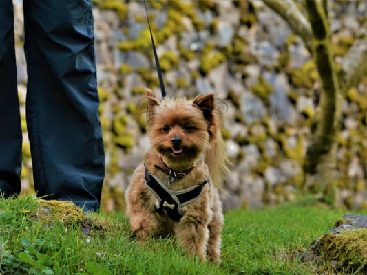 pets at home barking heads
