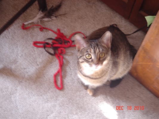 Hill S Prescription Diet K D Feline Kidney Care Chicken Formula