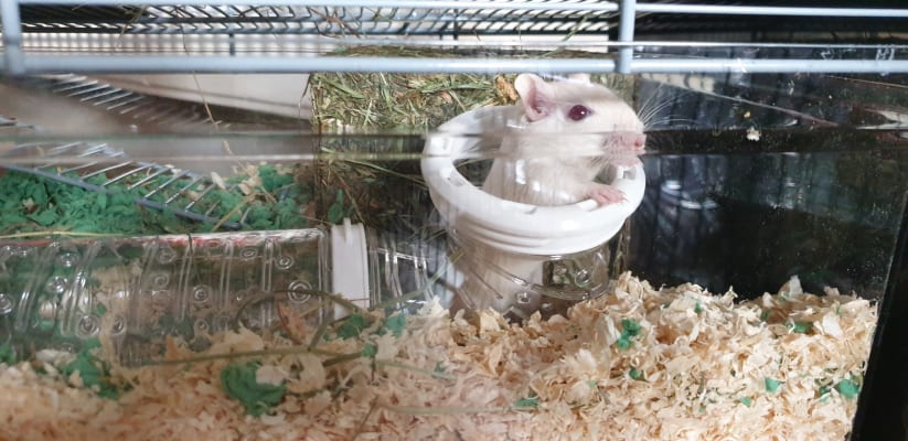 savic lugano gerbil cage