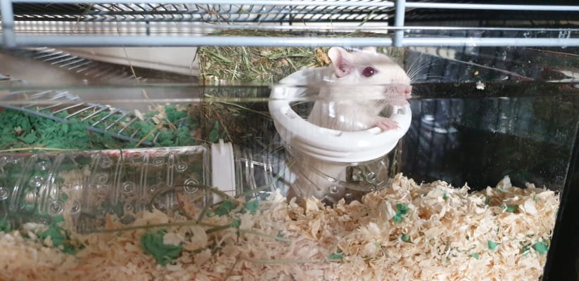 savic gerbil cage