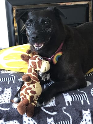 lily's dog food pets at home