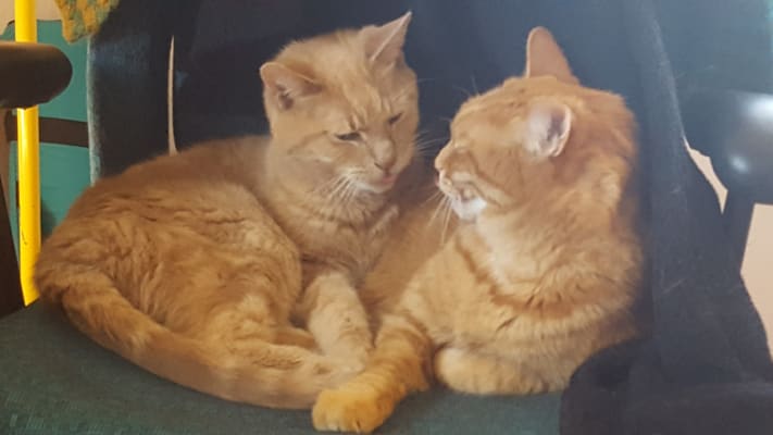 epakitin powder for cats