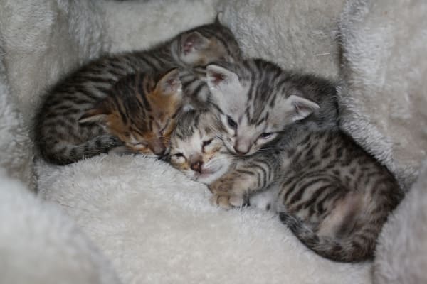 Purevita Grain Free Chicken Peas Entree Dry Cat Food Petflow