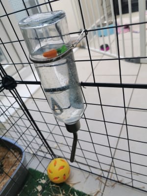 Pets at home rabbit water bottle sale