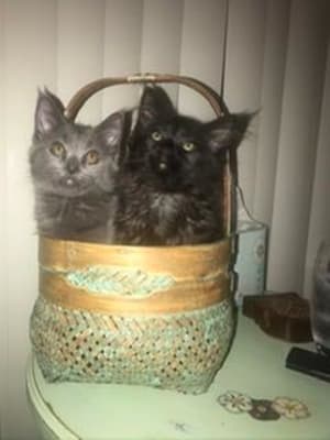 Instinct Original Kitten Grain Free Recipe With Real Chicken