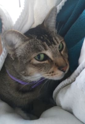 Basaglar Insulin Glargine Kwikpen For Cats Vetrxdirect