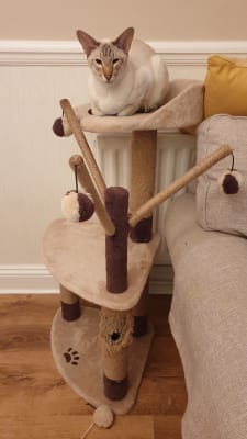 avery ascent cat scratch tower