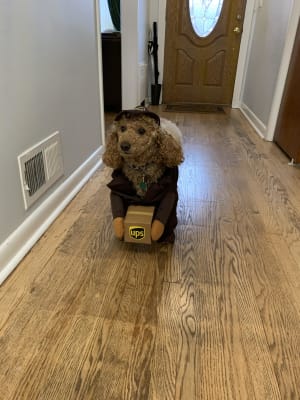 Ups Dog Costume Size Chart