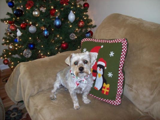 Royal Canin Veterinary Diet Hepatic Canned Dog Food Petflow