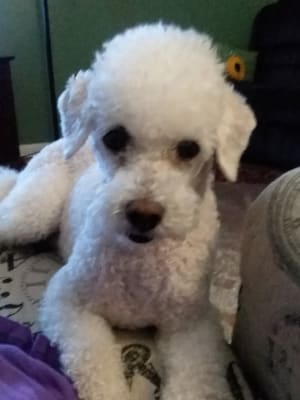 Neo Poly Dex Suspension Or Ointment For Dogs And Cats Vetrxdirect