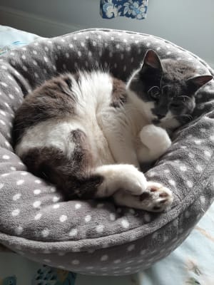 Pets At Home Grey Spotty Donut Cat Bed Pets At Home