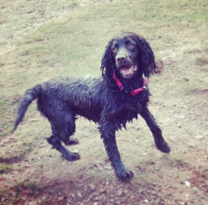 barking heads fat dog slim 12kg