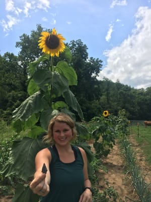 Mammoth Gray Stripe Sunflower Gurney S Seed Nursery Co