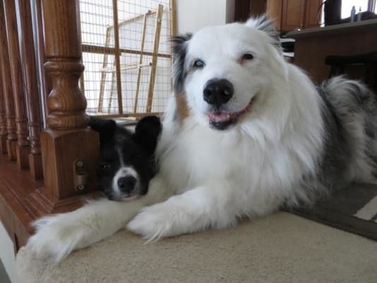 hills brain aging care