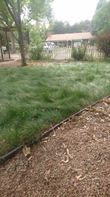 No Mow Lawn Grass Seed High Country Gardens