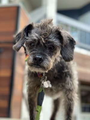 hills brain aging care