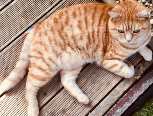 Royal Canin Indoor 7 Dry Cat Food Petflow