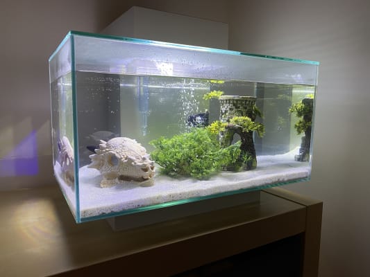 pets at home aquarium ornaments