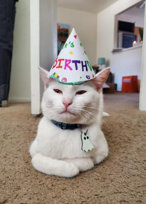 Renal K For Cats And Dogs Potassium Supplement Vetrxdirect