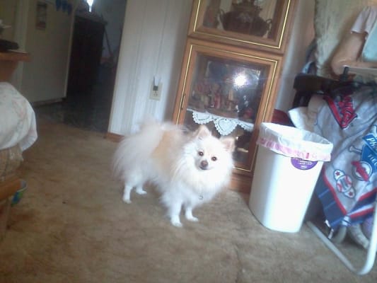 science diet ud dog food