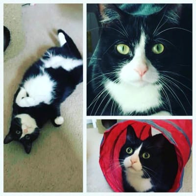 Instinct Ultimate Protein Adult Grain Free Cage Free Chicken