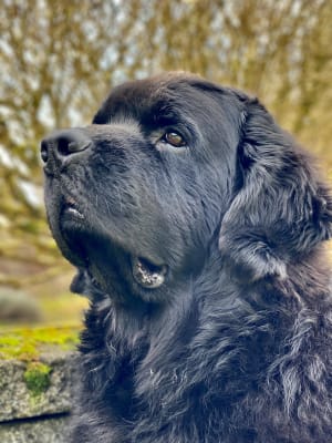 betagen spray dog licking