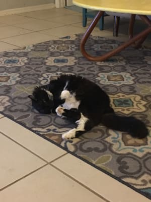 Lactulose Syrup Lactulose For Cats Laxative Vetrxdirect