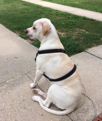 Hill S Prescription Diet Metabolic Mobility Canine Dry