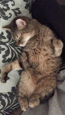 cat thyroid medication ear gel