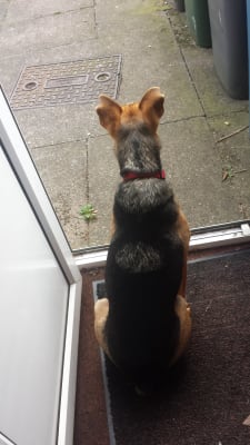 pets at home gravy bones