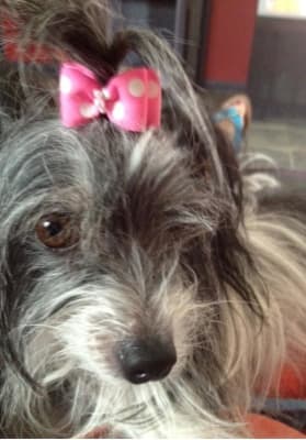 Hill S Prescription Diet C D Multicare Canine Canned