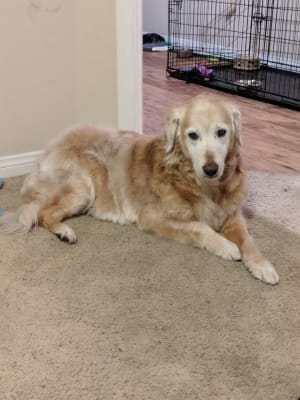 Hill S Prescription Diet Metabolic Mobility Canine Dry