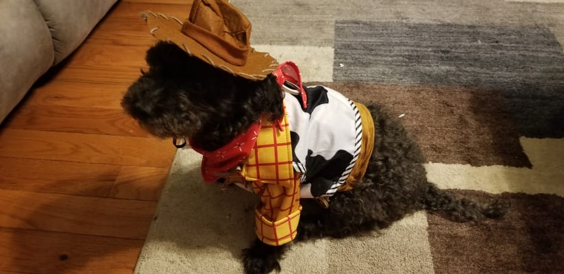woody costume for dog